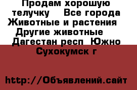 Продам хорошую телучку. - Все города Животные и растения » Другие животные   . Дагестан респ.,Южно-Сухокумск г.